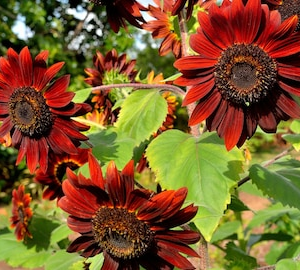 apple-valley-local_flowers-sunflowers-velvet-queen-seeds-e1759030266924.jpg