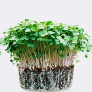 test_image_microgreens