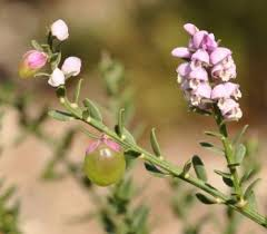 1 / 1 – Muraltia_Spinosa _Tortoise_Berry_Seeds_apple_valley_local_flowers_and_gifts.jpg