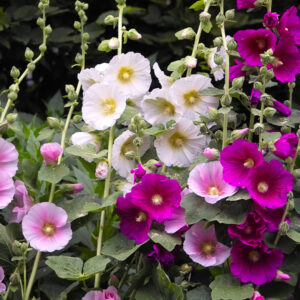 alcea-rosea-hollyhock_apple_valley_local_flowers_and_gifts