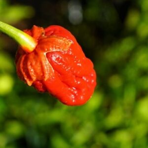 apple_valley_local_flowers_and_gifts_7-pot-bubble-gum-pepper__51346.jpg.jpg