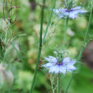 nigella_damascena__love_in_a_mist_apple_valley_local_flowers_and_gifts_35098